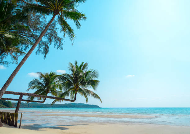 istock Bright seascape background on sunny day. Summer background with double tropical palm tree on sandy beach and blue sky background at koh kood, Thailand, with copy space. Summertimes concepts. 1495811251