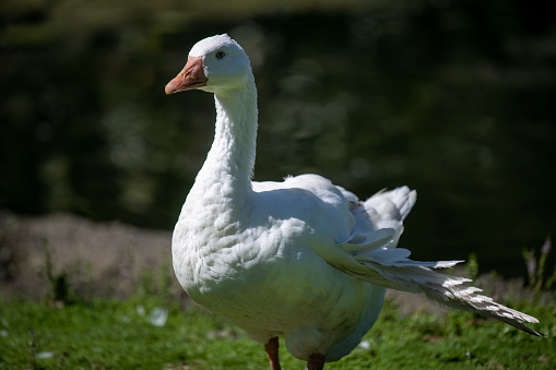 Side view of a white goose with wings sticking out, a condition known as Angel Wing Syndrome. Western Springs Park. Auckland.