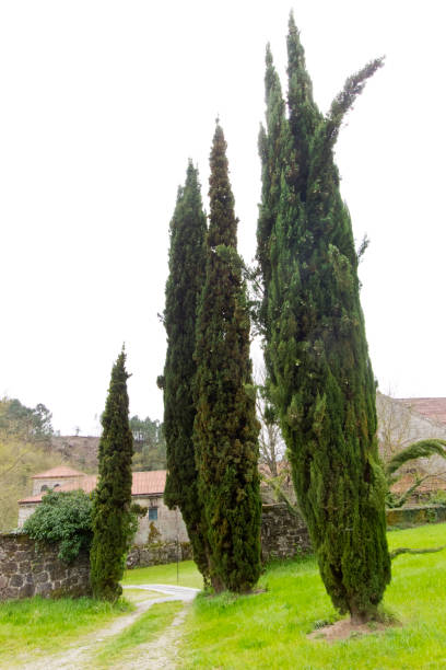 Tall cypresses in a spanish cemetery.