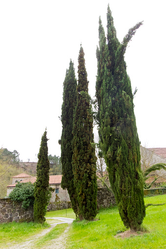 Tall cypresses in a spanish cemetery. Garden footpath. Ourense province, Galicia, Spain,