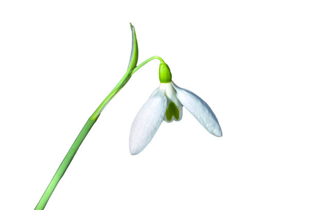 Snowdrop galanthus elwesii var monostictus (Greater Snowdrop) a winter spring flowering plant with a white springtime flower, stock photo image cut out and isolated on a white background