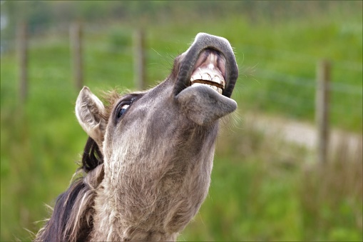 Close up of horse laughing