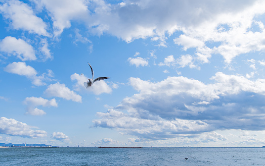 Flying seagulls