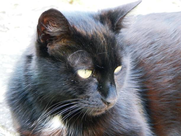 istock Close-up of a black cat with yellow eyes 1495822650