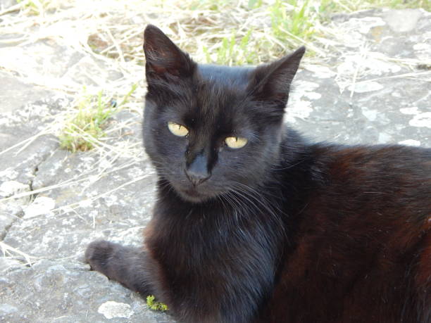 istock Close-up of a black cat looking at the camera 1495822654