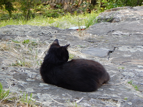Rear view of a black cat lying down
