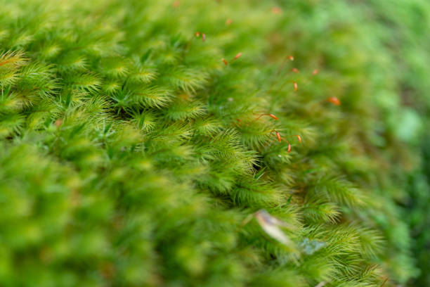 istock Photographing moss with a macro lens 1495823492