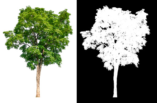 isolated tree on white background with white picture easy to select for brush design, high qaulity dicut