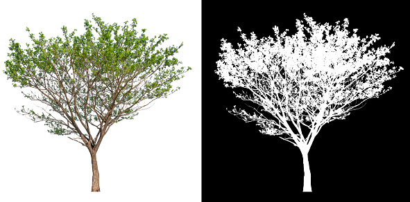 isolated tree on white background with white picture easy to select for brush design, high qaulity dicut