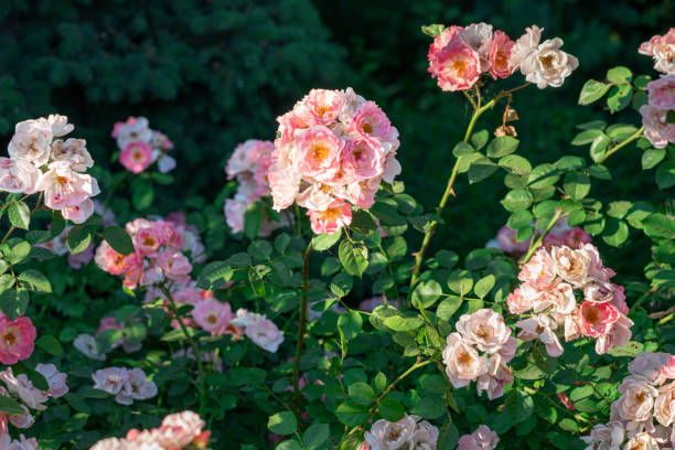 istock pink rose bush in Taganrog city park 1495823986