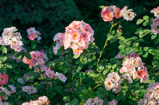 pink rose bush in Taganrog city park. photo