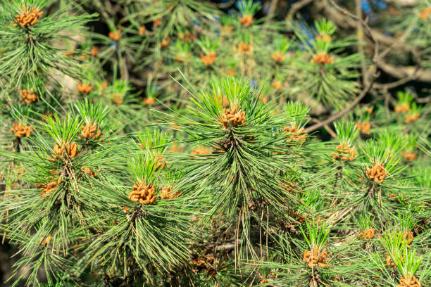 istock Background of green spruce branches large texture 1495824054