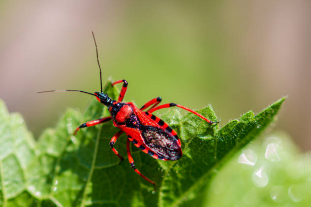 istock Macro of black and red assassin bug (Rhynocoris iracundus). Red Assassin bug on a leaf. Cimice assassina, (Rote Mordwanze) Raubwanze (Reduviidae) 1495825508