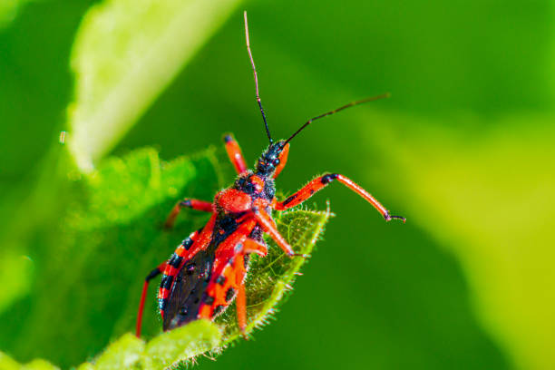 istock Macro of black and red assassin bug (Rhynocoris iracundus). Red Assassin bug on a leaf. Cimice assassina, (Rote Mordwanze) Raubwanze (Reduviidae) 1495825519