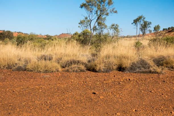 Gnarled river gum growing beside dry outback river in Australia