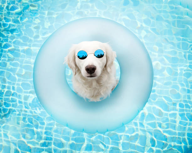 istock Puppy dog summer vacation inside of a ring swimming pool float. High angle view 1495826799