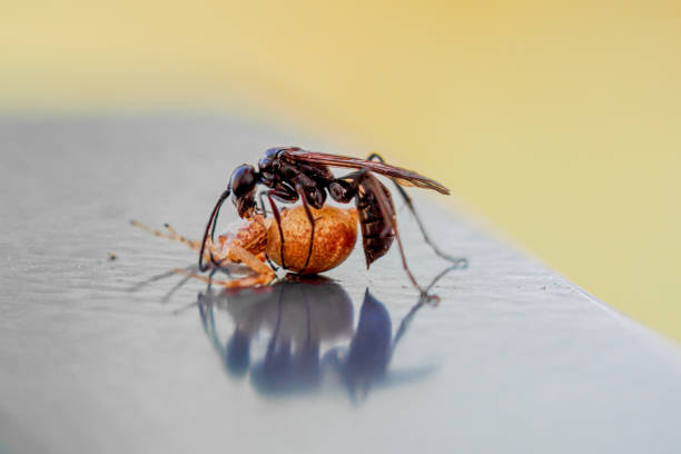Orientalische Mörtelwespe (Sceliphron curvatum)