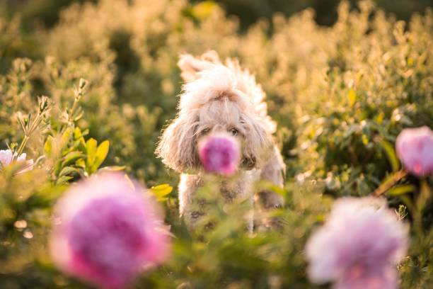 istock Poodle and Peony in the sunset 1495828183