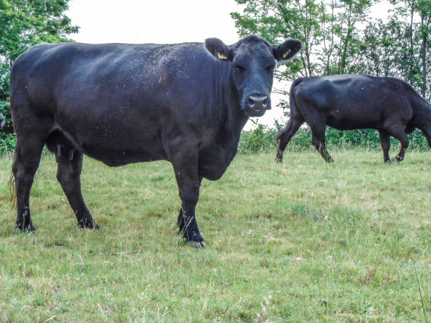 istock Two black angus cows in the field 1495828368