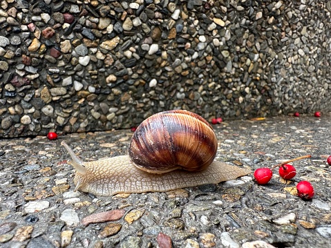 Helix on stones with butcher's broom