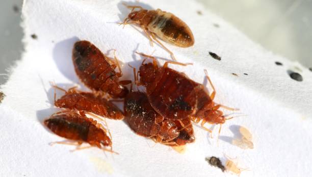 bed bugs - colony swarm of insects pest animal imagens e fotografias de stock