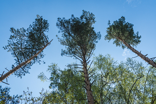 Bottom up view of pine tree tops against blue sky