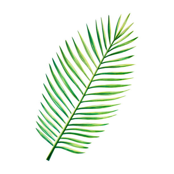 istock Watercolor realistic tropical illustration of palm leaf isolated on white background. Beautiful botanical hand painted floral elements. For designers, spa decoration, postcards, wedding, greetings, wallpapers, wrapping paper, scrapbooking, covers, invita 1495834275
