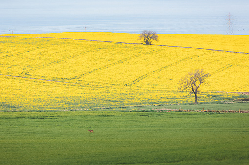 Spring field of bright yellow rapeseed crop in the farmland countryside near Kinghorn, Fife along the Firth of Forth in Scotland, UK.