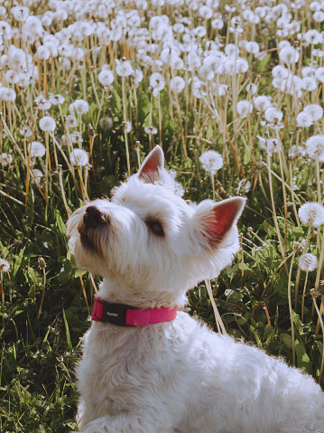 White dog in dandelion field. West highland white terrier