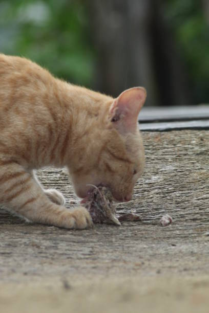 istock An orange male cat 1495839166