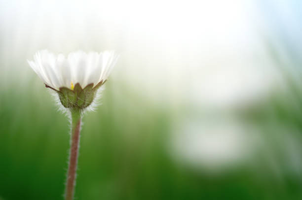 wildflower daisy flower close-up,  beautiful summer background