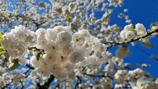 A fresh white blossom on a tree branch in spring.