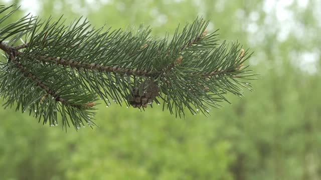 A pine branch with raindrops on a rainy day.