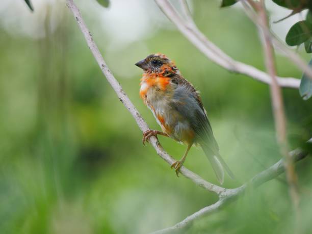 istock Vibrant orange bird perching in natural environment 1495841105
