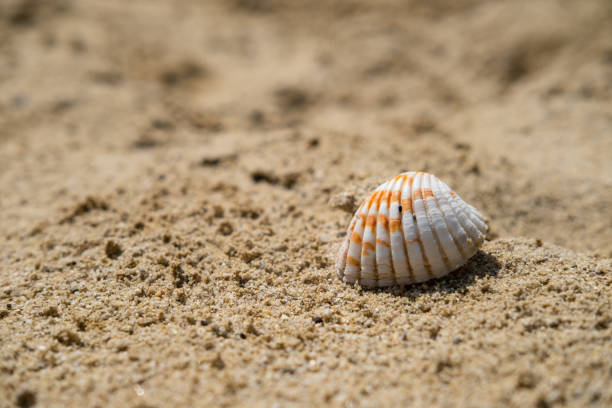 istock Close up of white mussel shell on the beach. 1495842955