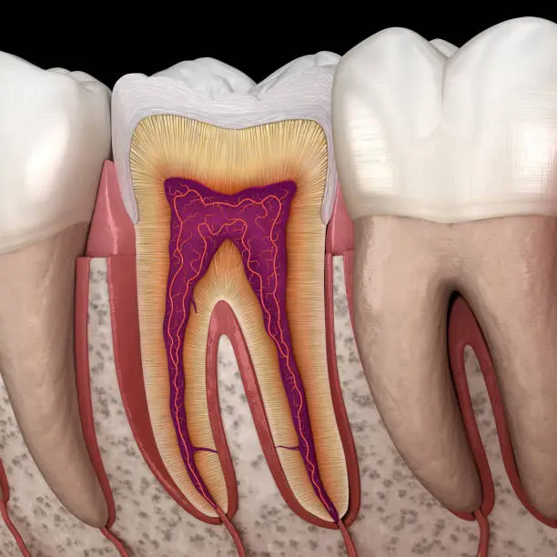 Photo of Molar anatomy in details. 3D illustration of human teeth
