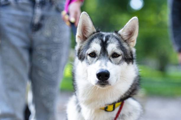 istock Husky breed dog portrait 1495845183