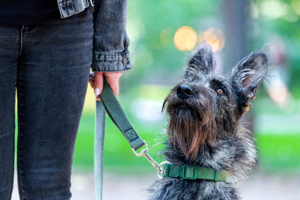 istock Portrait of Rysenschnauzer dog 1495845184