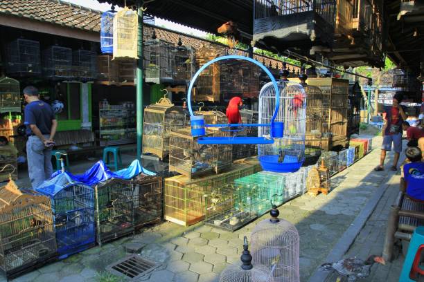 Yogyakarta, Indonesia, April 2, 2015. A bird market PASTHY that sells various birds, cages, and all other needs such as feed.