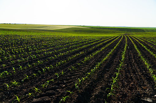 Rows of young corn plants on a fertile field with dark soil. Green corn field in the sunset. Green corn maize field in early stage.