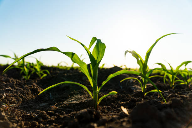 istock Green corn maize plants on a field. Corn grows in black soil. Small shoots of corn plants on plantation. Corn agriculture. Evening landscape with sunlight 1495846725