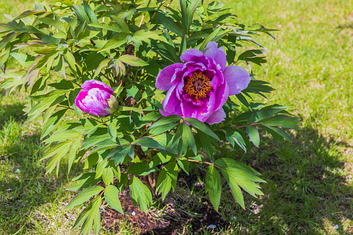 Two pale pink peony flowers and bud variety Cream puff over blurred foliage on wide floral border. Delightful delicacy and perfection of flowers - floriculture, gardening or festive concept