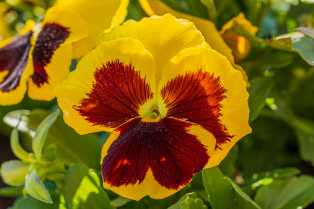 istock Macro view of yellow-orange pansy flower 1495847034