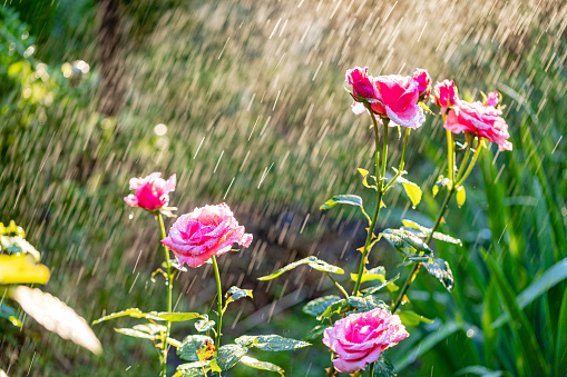 Rose flowers watering by irrigation system in a summer garden