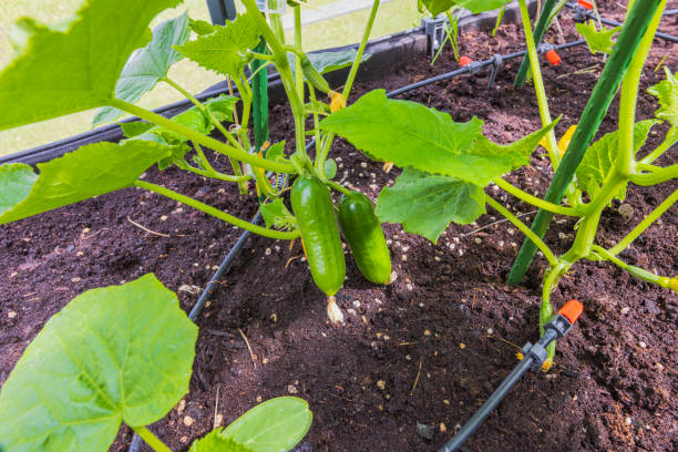 istock Close-up view of small cucumbers on blooming plants. 1495847058