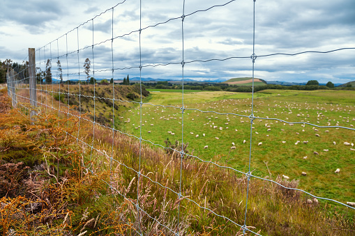 Free range sheep grazing in a pasture behind the wire fence at South Island of New Zealand