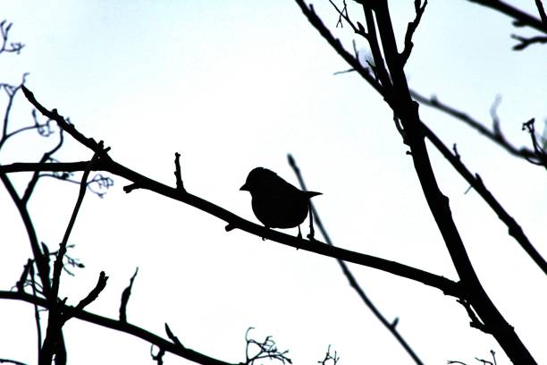 istock A little bird sitting in a tree 1495849167