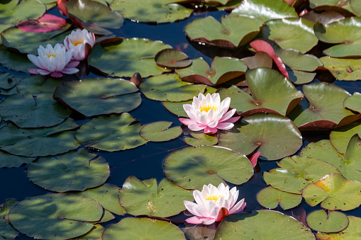 A close up view of a water lily