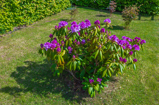 Beautiful view on blooming rhododendrons in garden on green lawn background. Sweden.