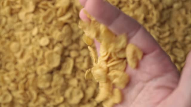 A hand taking a handful of cornflakes from a pile in the background and examining them in detail. Concept of healthy food - cereal breakfast. Close up, top view. Copy space for advertising text.